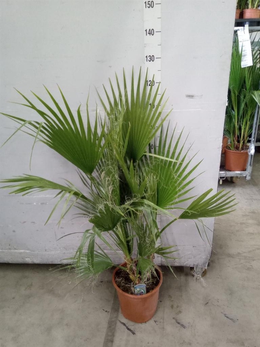 <h4>Washingtonia filifera</h4>