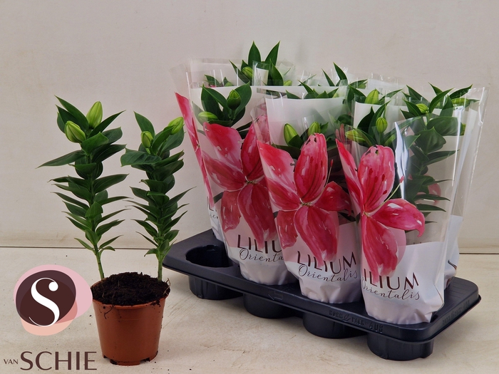 <h4>LIL OR SOUVENIR</h4>