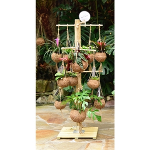 Kokodama Tree Small INCLUDING 24 best selling Kokodama's