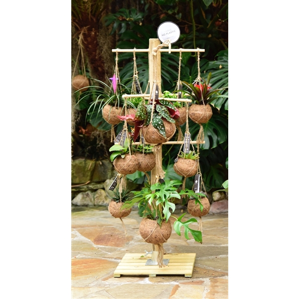 <h4>Kokodama Tree Small INCLUDING 24 best selling Kokodama's</h4>