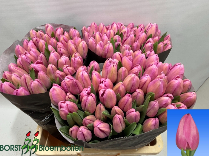 <h4>TU EN BARCEL PINK</h4>