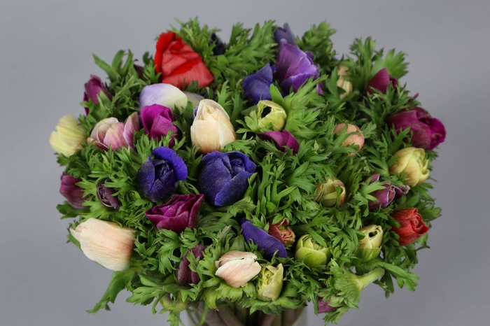 Anemone mistral plus rainbow