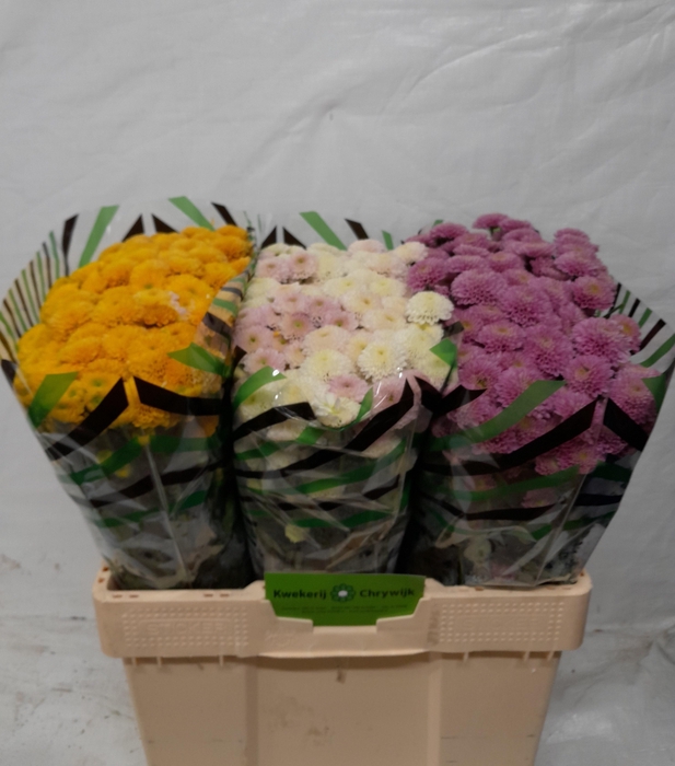 <h4>CHR S GEM FST</h4>