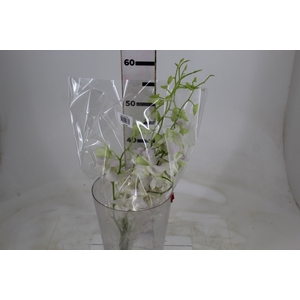 DENPHALAEN MACO MINIMO 30 FLORES