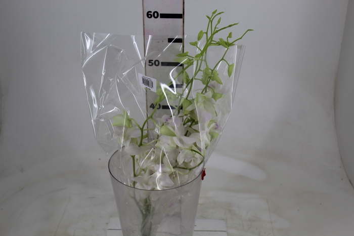 <h4>DENPHALAEN MACO MINIMO 30 FLORES</h4>