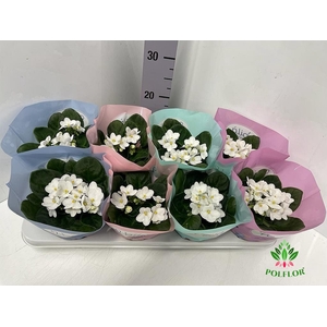 Saintpaulia Voila La Fleur White 12Ø 20cm