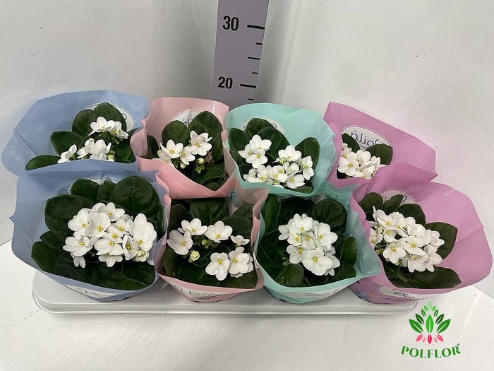 Saintpaulia Voila La Fleur White 12Ø 20cm