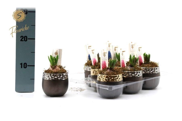 <h4>Arr Hyacinth H%</h4>