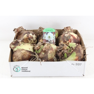 arr4 Amaryllis CM - White