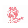 Ruscus Preserved Pink