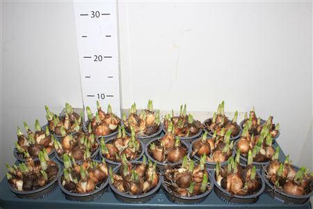 <h4>Narc O Tete A Tete Pot Vol Rijpheid 1-1</h4>