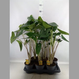 Alocasia zebrina