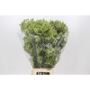 Anigozanthos Green