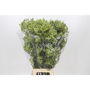 Anigozanthos Green