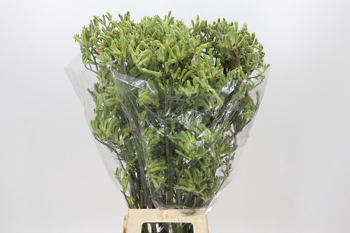<h4>Anigozanthos Green</h4>