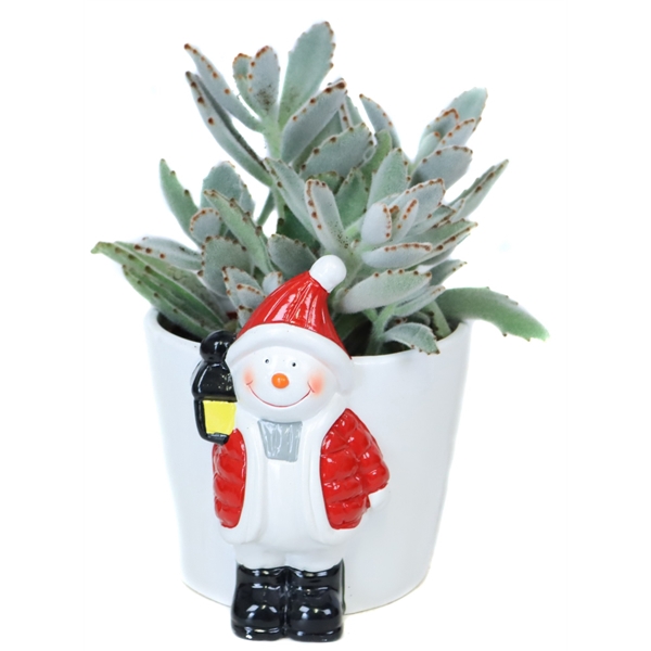 <h4>Succulenten 10,5cm in Sneeuwman planter</h4>