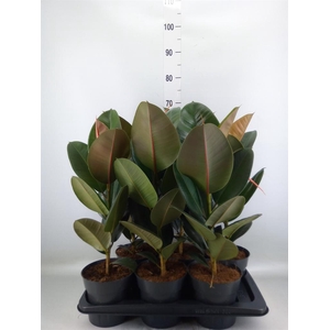 Ficus elastica 'Robusta'