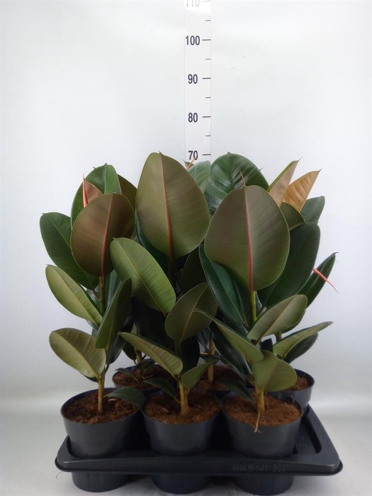 <h4>Ficus elastica 'Robusta'</h4>