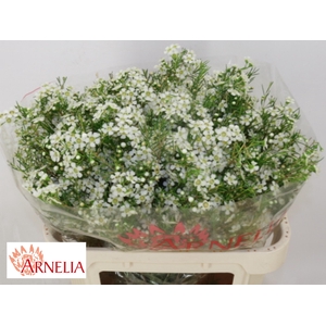 Chamelaucium Ofir