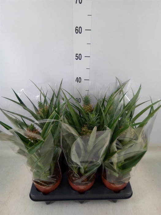 <h4>Ananas  'Mi Amigo'</h4>