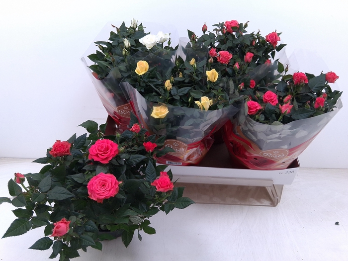 <h4>RO FAV RO GEM 3 SRT</h4>