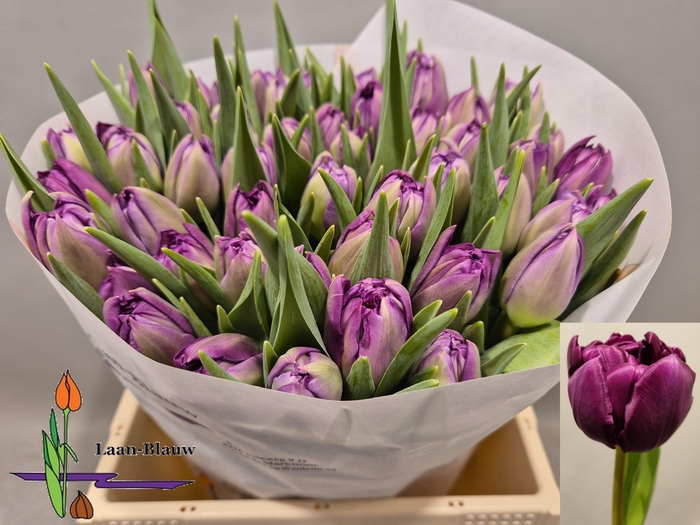 <h4>TU DU PYTHON</h4>