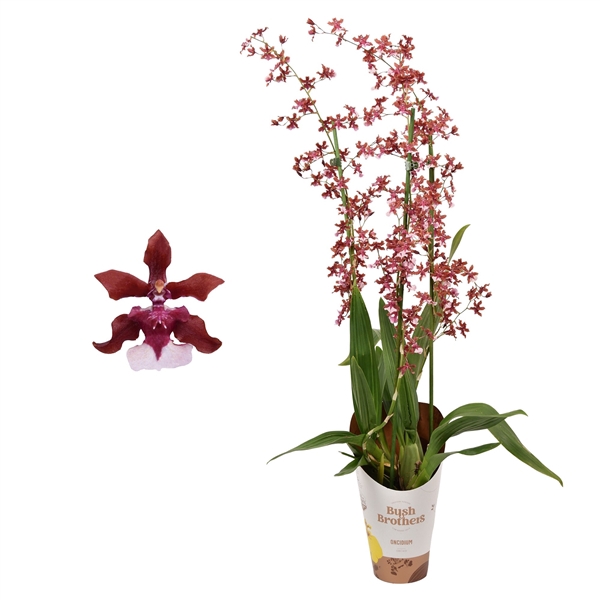 <h4>Oncidium 'Cherry Baby' 3 tak 12 cm</h4>