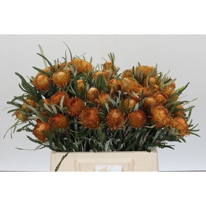 BANKSIA FORMOSA x 20 TAK