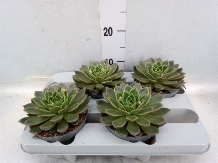 <h4>Echeveria   ...not flowering</h4>