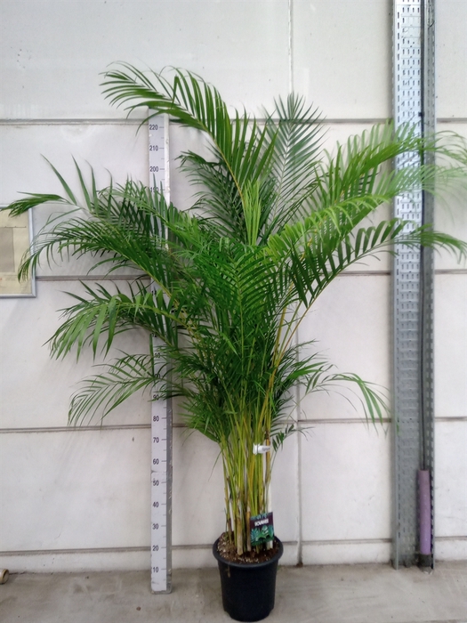 <h4>Dypsis lutescens   ...Chrysalidoca</h4>