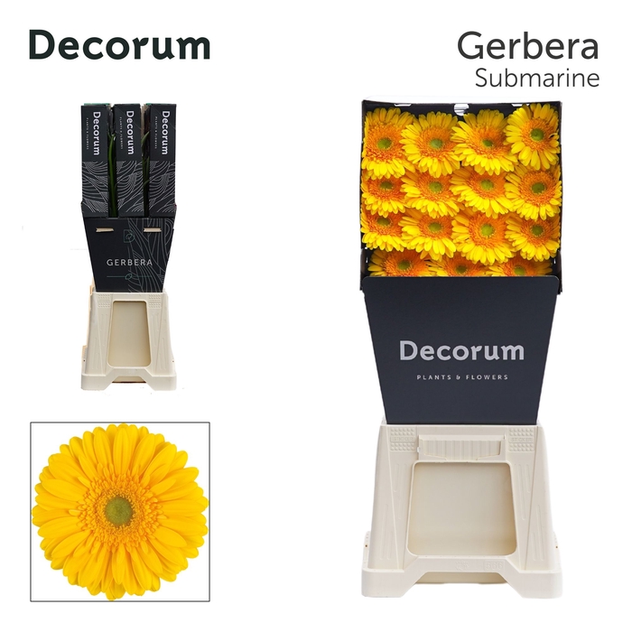 <h4>Gerbera Submarine Diamond</h4>