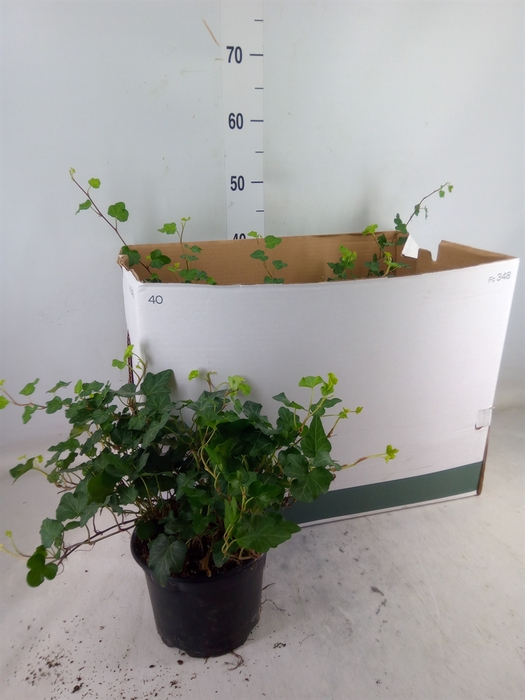 <h4>Hedera helix 'Wonder'</h4>