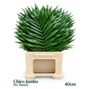 CHAMAED CHICOBLAD BS