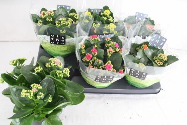 <h4>KAL GE GEM 4 KL</h4>