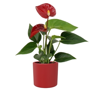 Anthurium Pearl Micra in Eva ceramics