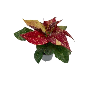 Euphorbia Superba New Glitter met glitters goud