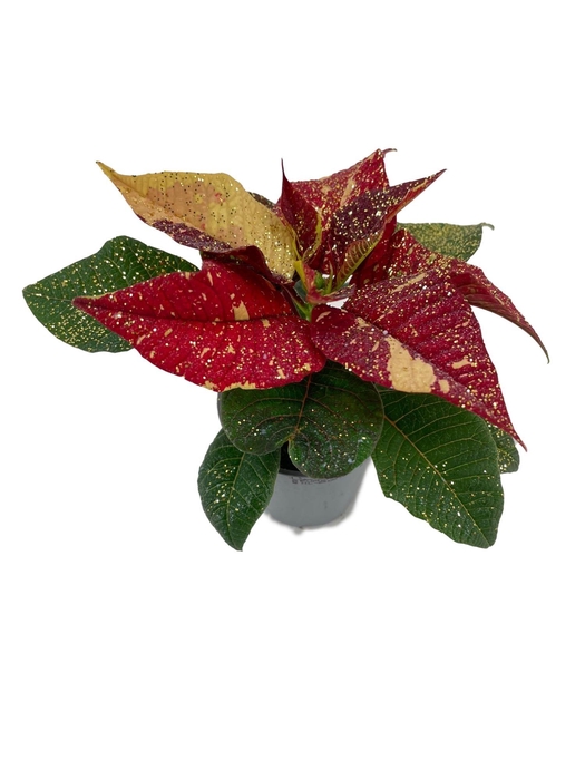 <h4>Euphorbia Superba New Glitter met glitters goud</h4>