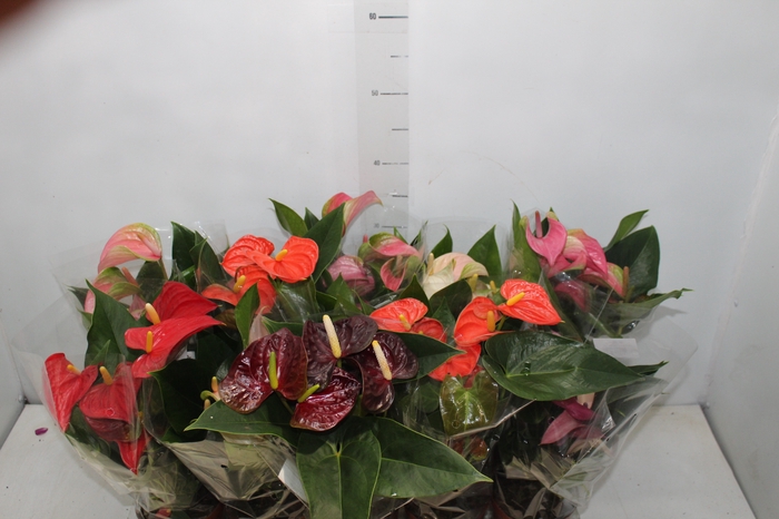 <h4>ANTHURIUM VARIADO P12</h4>