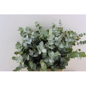 Euca Cinerea Short 150gr South Africa P Bunch