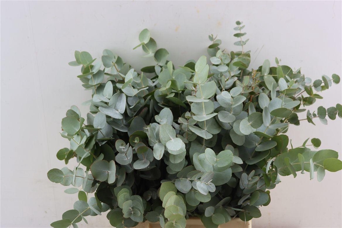 Euca Cinerea Short 150gr South Africa P Bunch