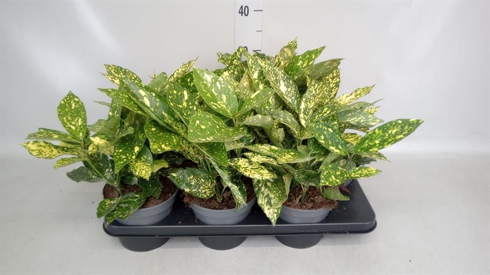 <h4>Aucuba japonica 'Variegata'</h4>