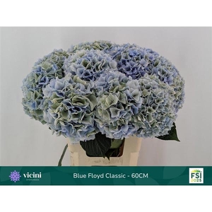 Hydr Blue Floyd Classic 60 cm Vicini
