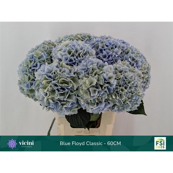 <h4>Blue Floyd Classic - 60CM</h4>