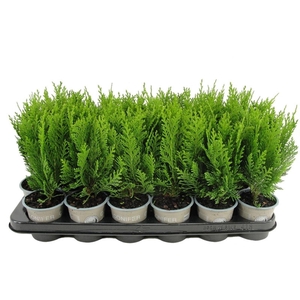 Chamaecyparis Green Pil