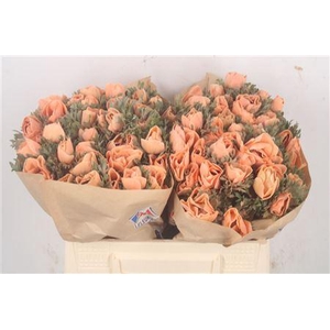 Anemone Powder Apricot