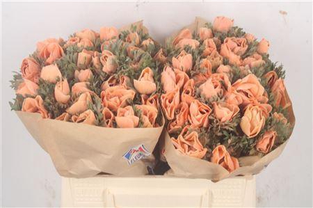 Anemone Powder Apricot