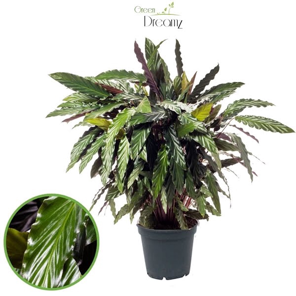 <h4>Calathea Rufibarba</h4>