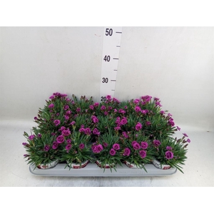 Dianthus  'Picture Perfect'
