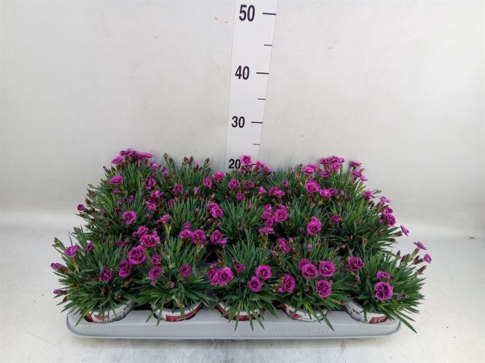 <h4>Dianthus  'Picture Perfect'</h4>