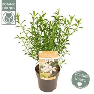 Eriostemon myoporoides 'Flower Girl White'